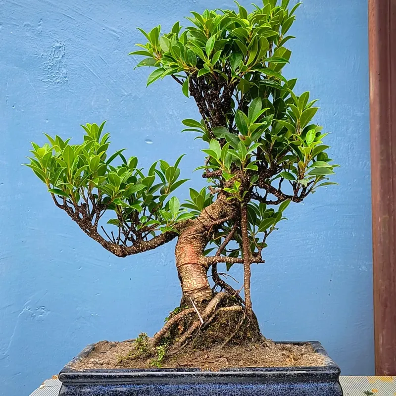 Ficus Retusa