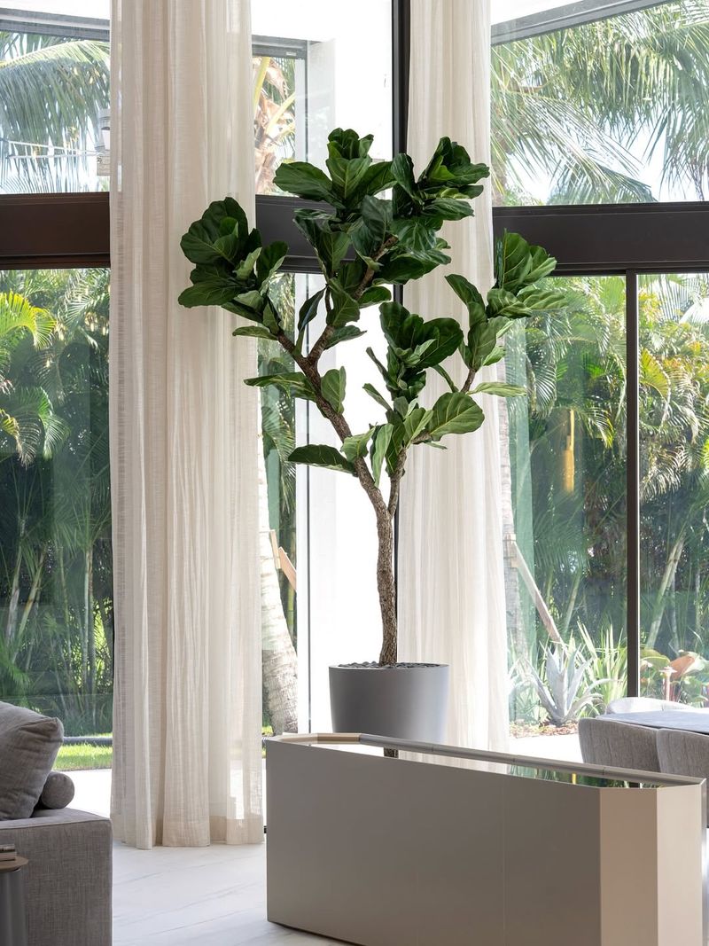 Fiddle Leaf Fig