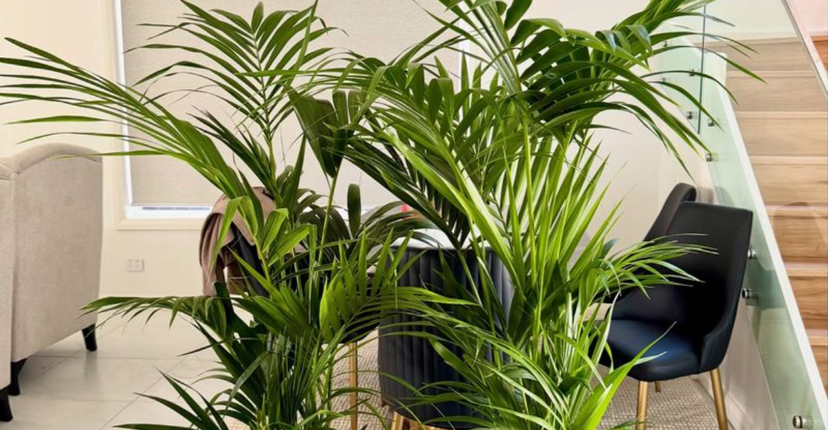 big palm plant in the living room