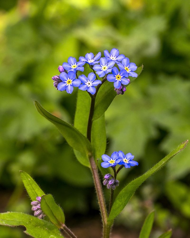 Forget-Me-Nots
