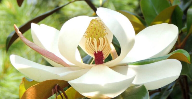 big magnolia flower