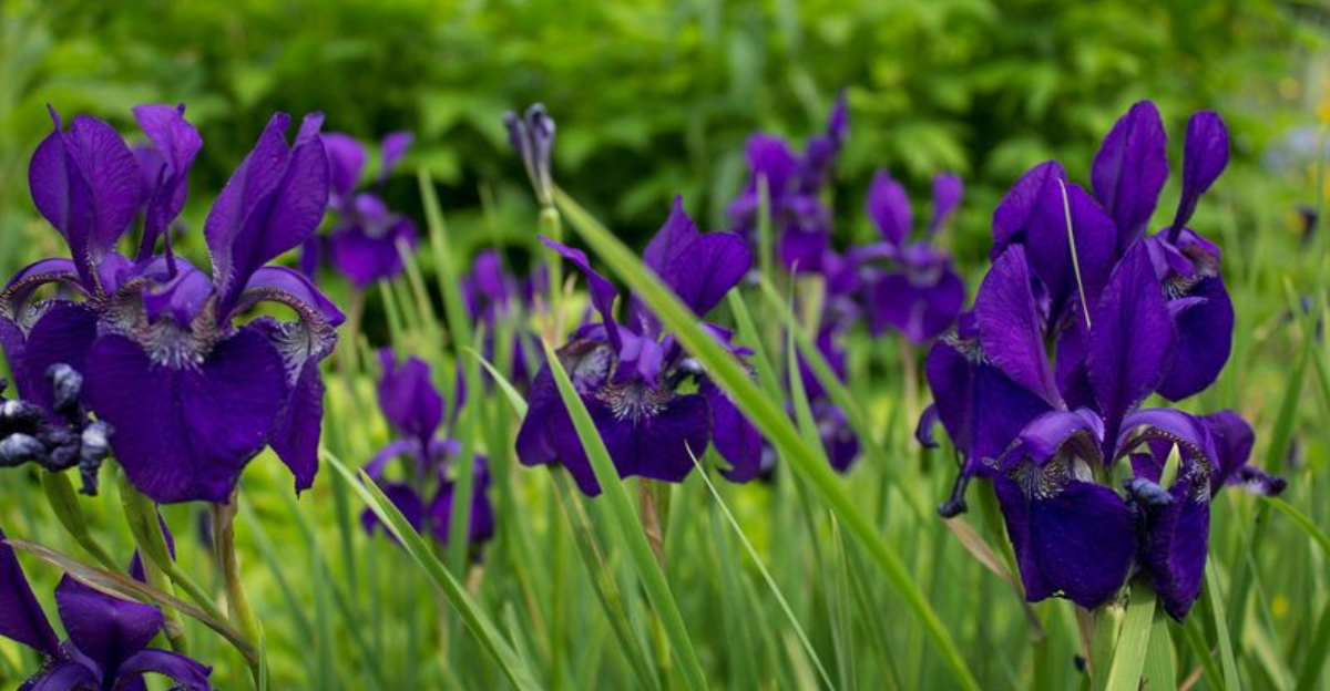 purple bearded iris