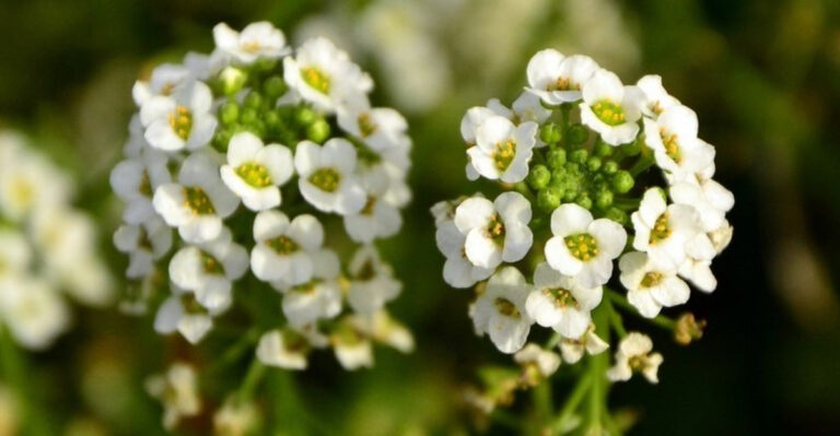 12 Scented Plants That Fill North Carolina Yards With Beautiful Smells