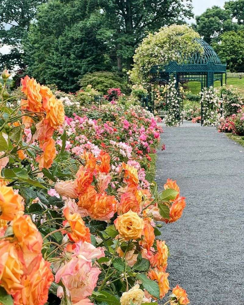 Roses That Respond Best To Winter Pruning In Texas