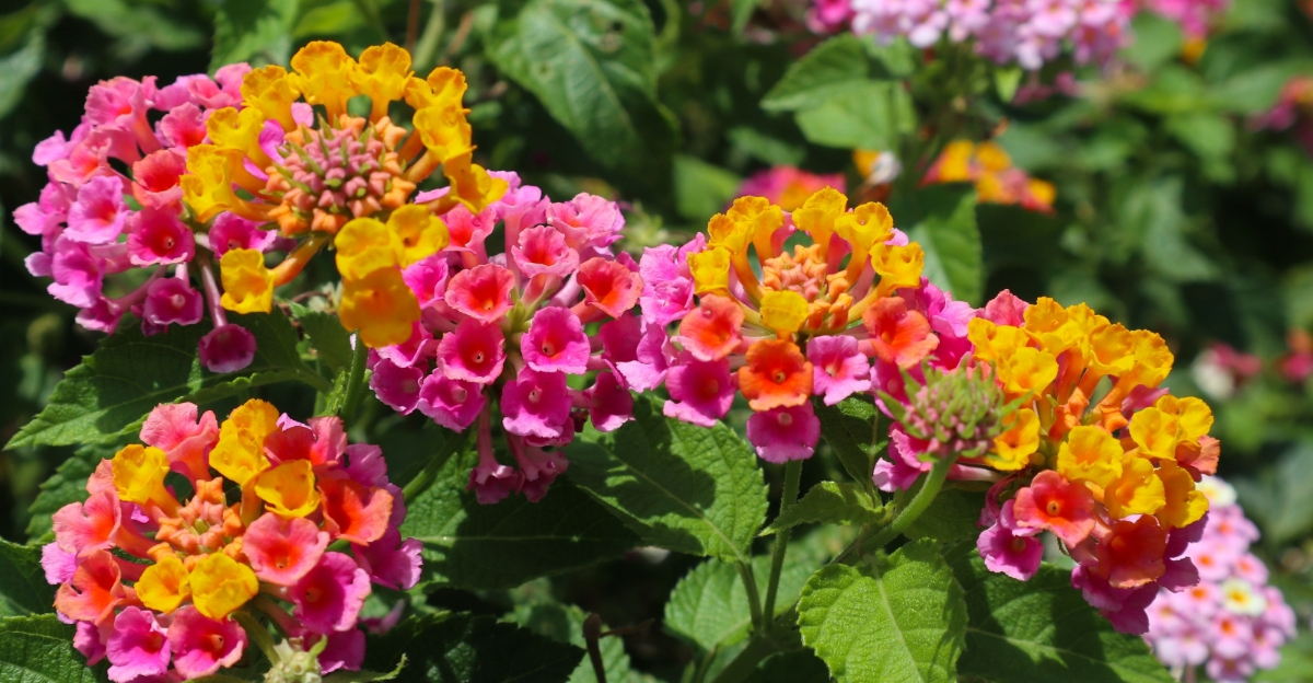 plants (featured image)