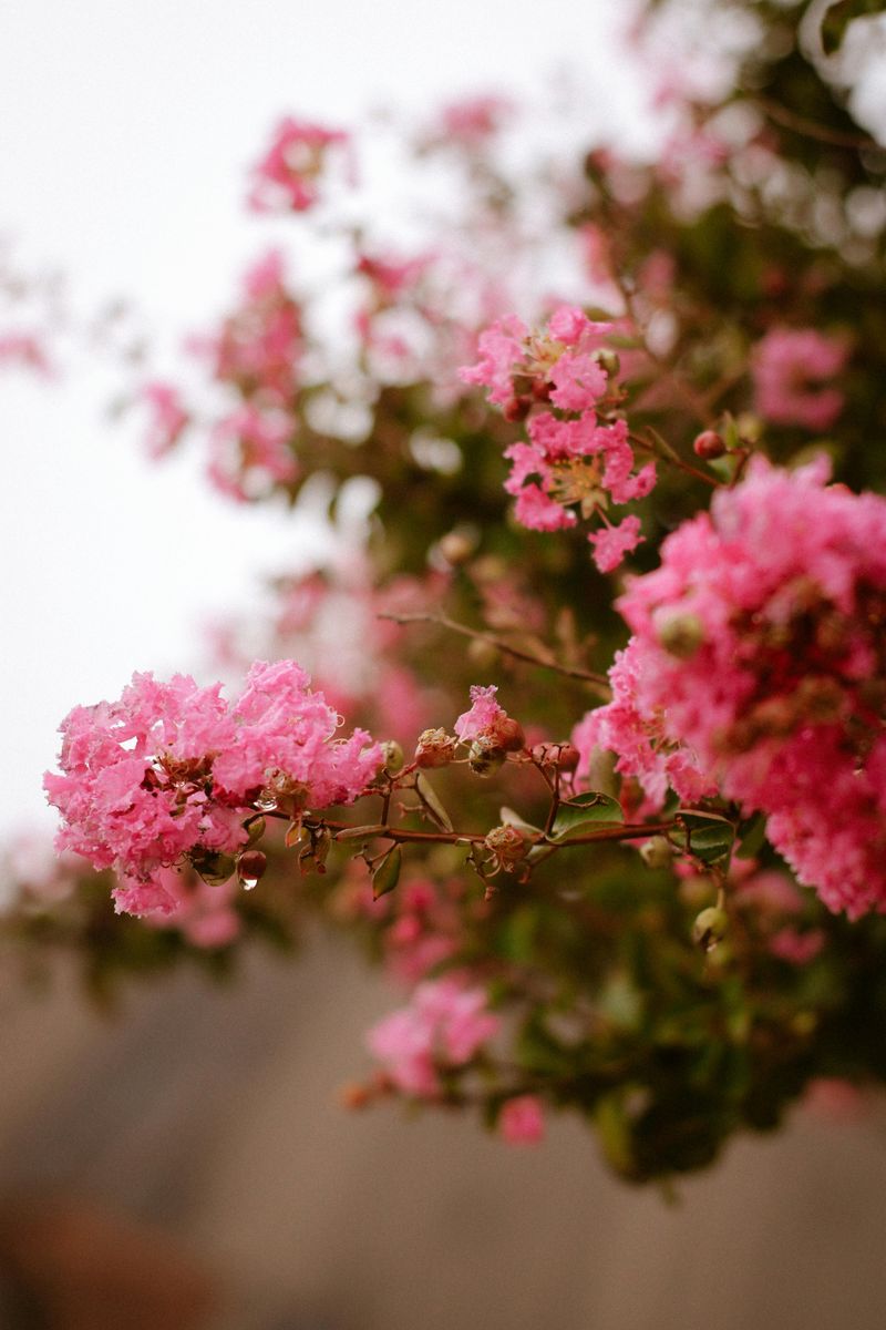 Crape Myrtle