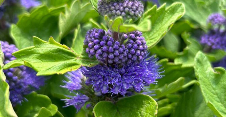 12 Shrubs That Produce Better Blooms When Pruned In Winter In North Carolina