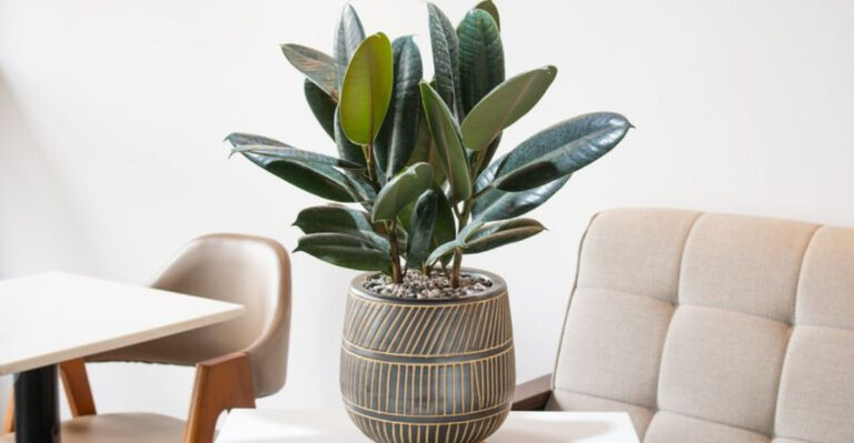 plant (featured image)