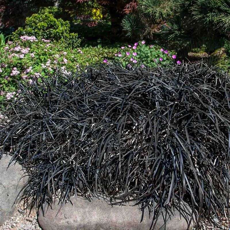 Black Mondo Grass For Sleek, Modern Contrast