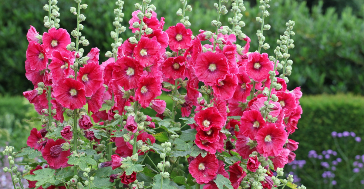 12 Traditional Garden Plants Making A Quiet Return In Pennsylvania