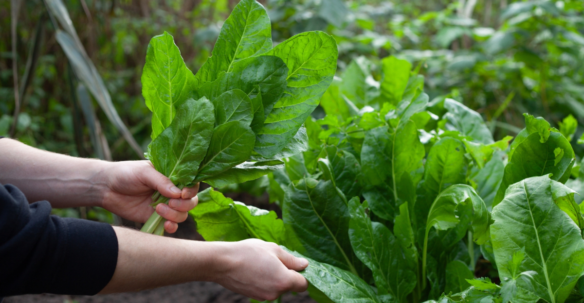 spinach (featured image)