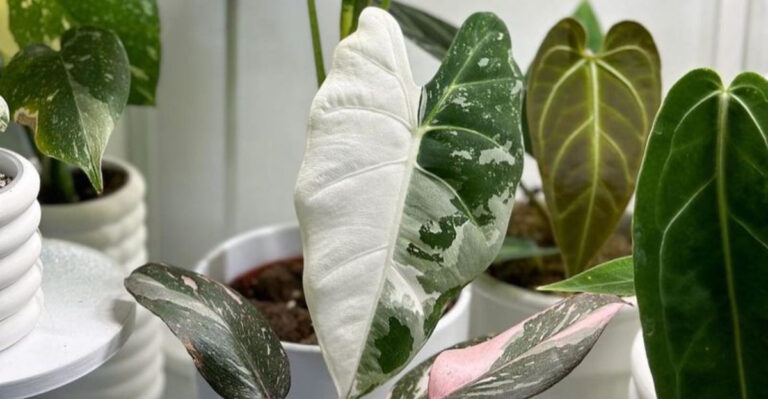winter houseplant