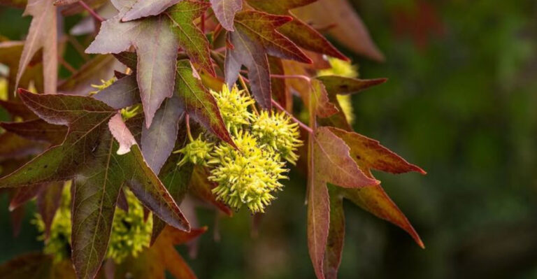 tree that shouldn't be planted in cali