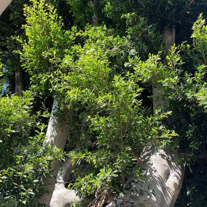 Ficus (Indian Laurel Fig)