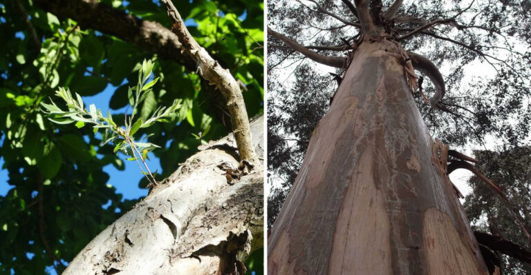 Melaleuca (Paperbark Tree) and Eucalyptus