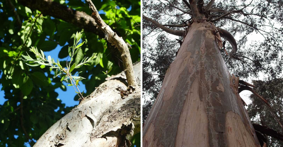 Melaleuca (Paperbark Tree) and Eucalyptus