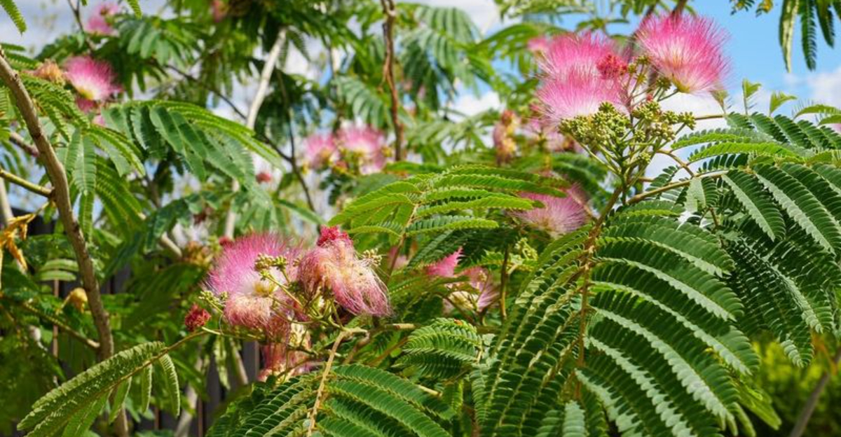 mimosa tree