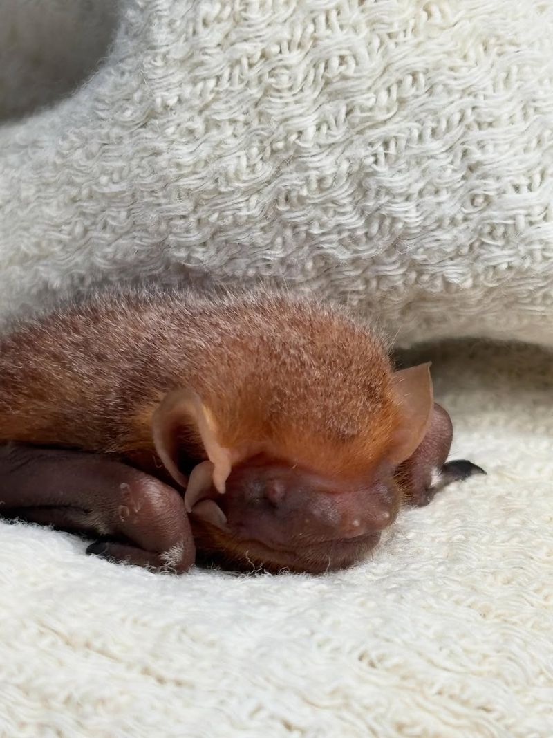 Bats (Especially During Maternity Season)