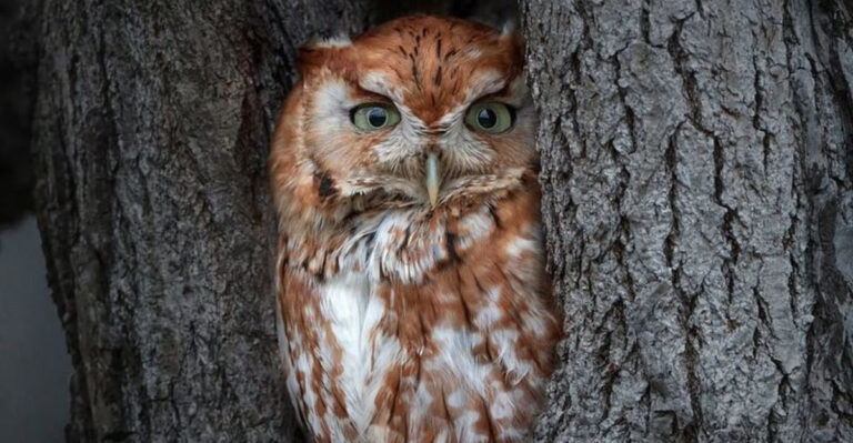 owl in a tree