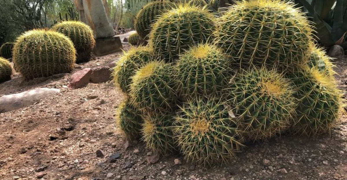 13 Drought-Resistant Plants For Arizona Landscapes
