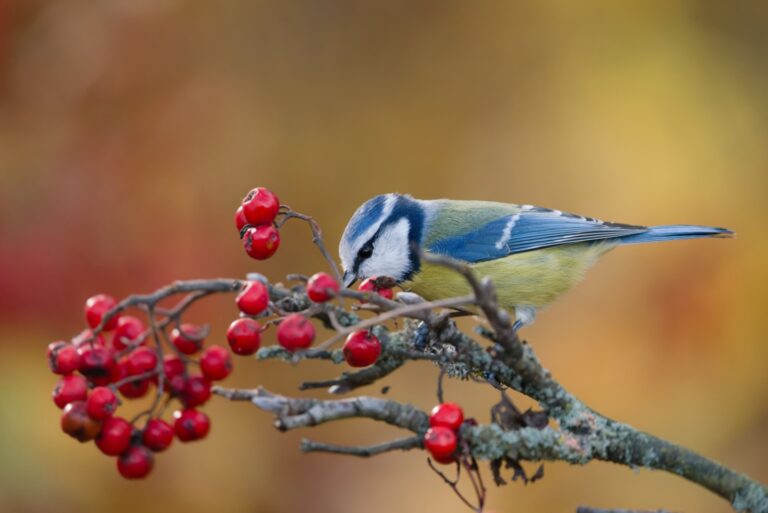 blue tit eats red rowanberries