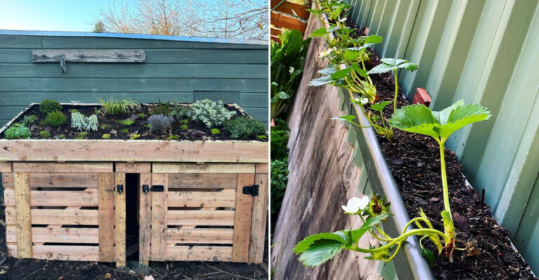 compost bin with living roof and strawberry rain gutter planter