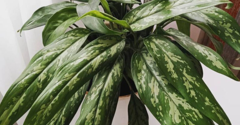 chinese evergreen