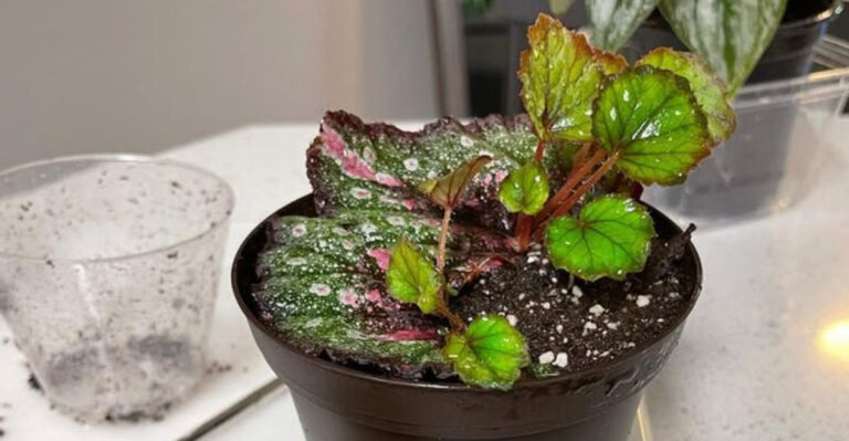 indoor plant propagation