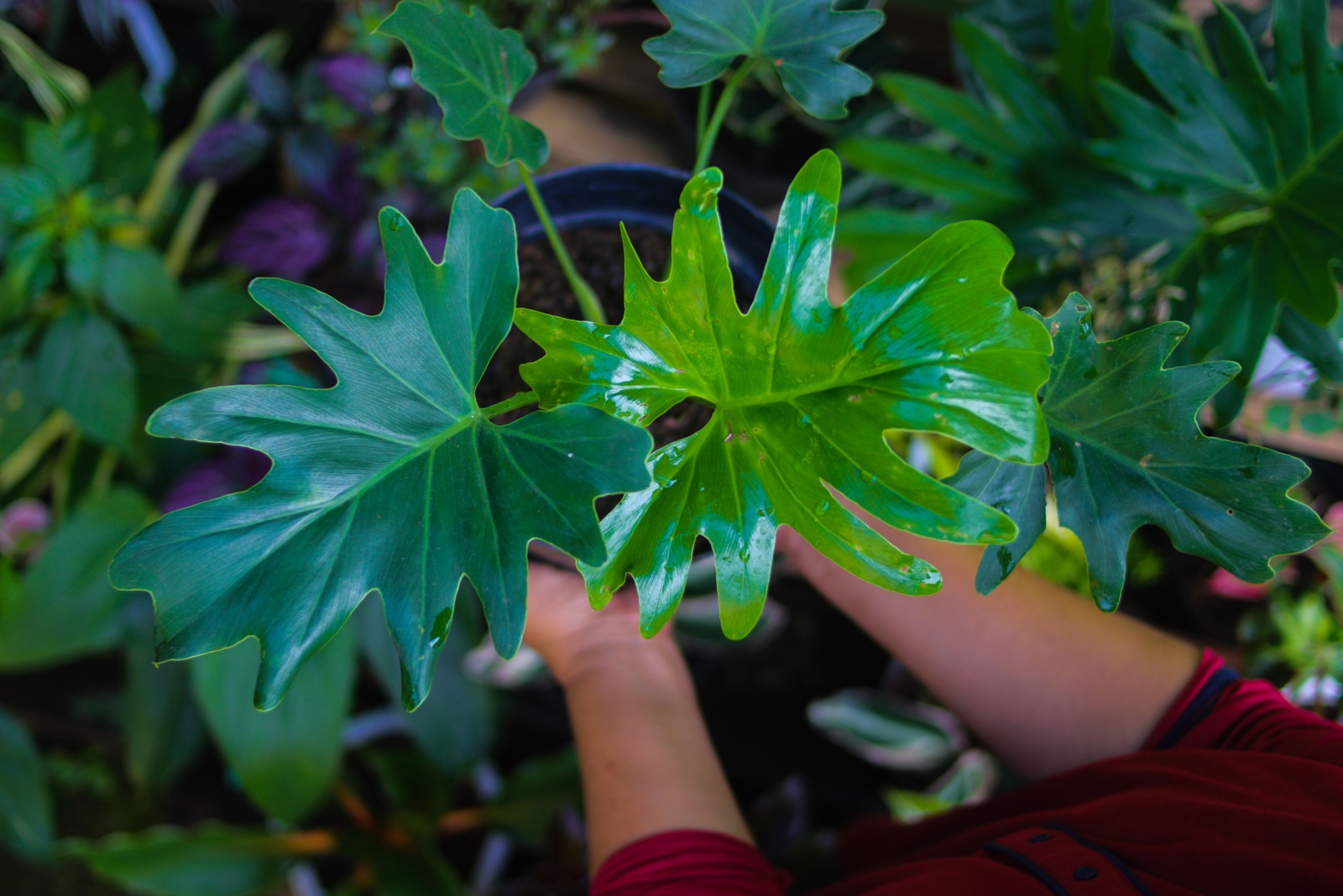 Philodendron Selloum
