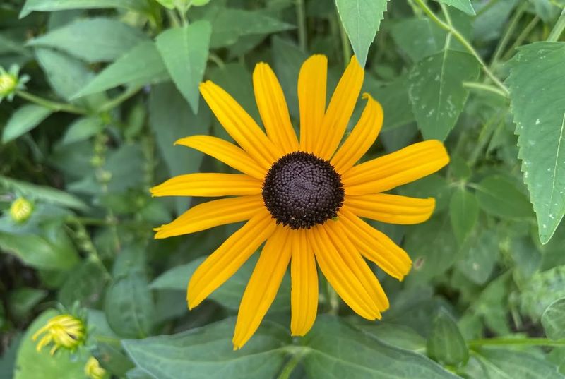 Black-Eyed Susan
