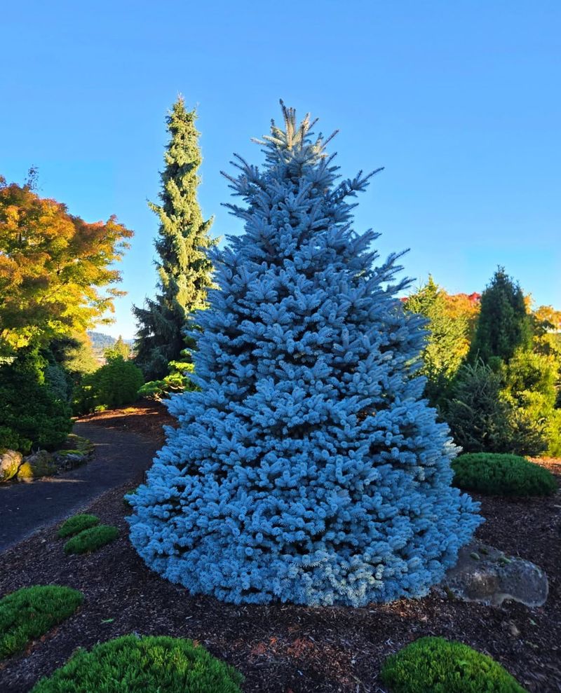 Blue Spruce