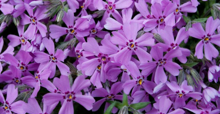 creeping phlox