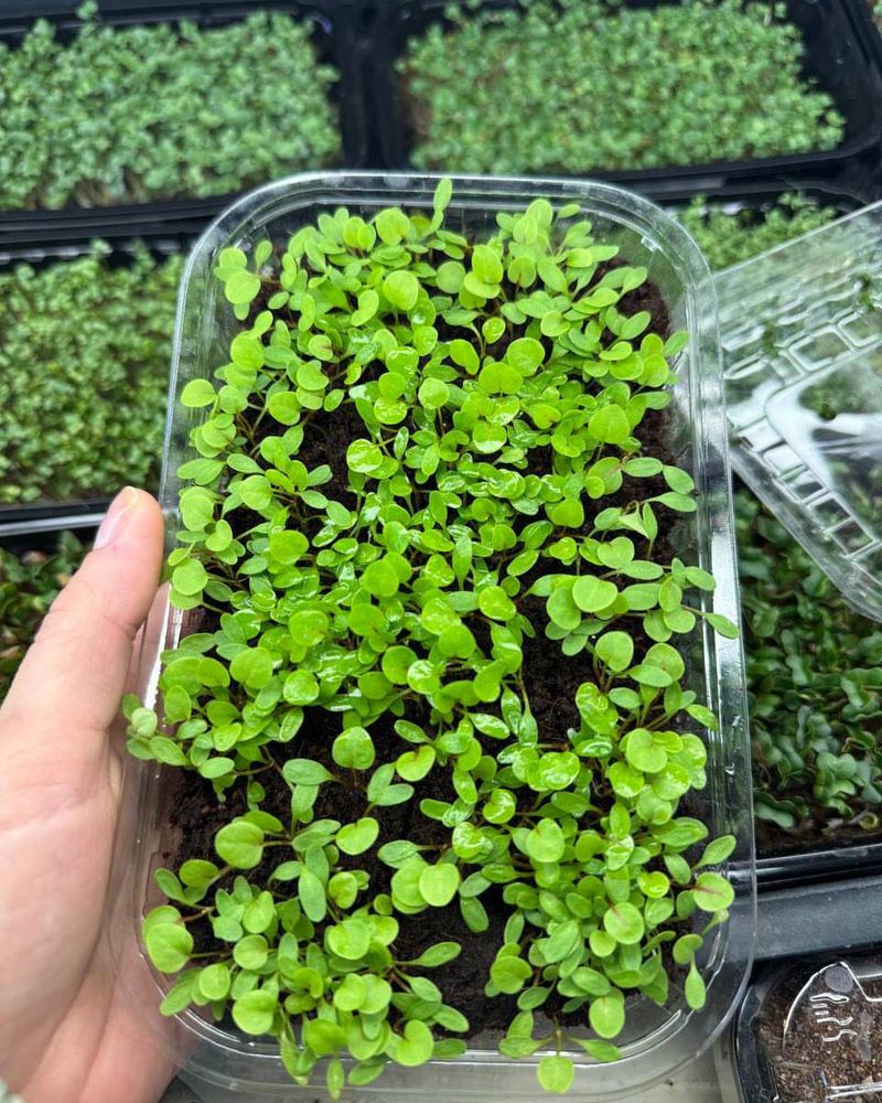Broccoli Microgreens