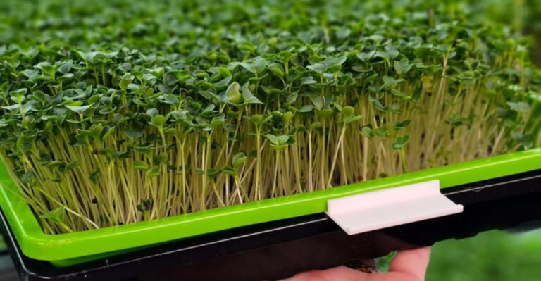 kale microgreens