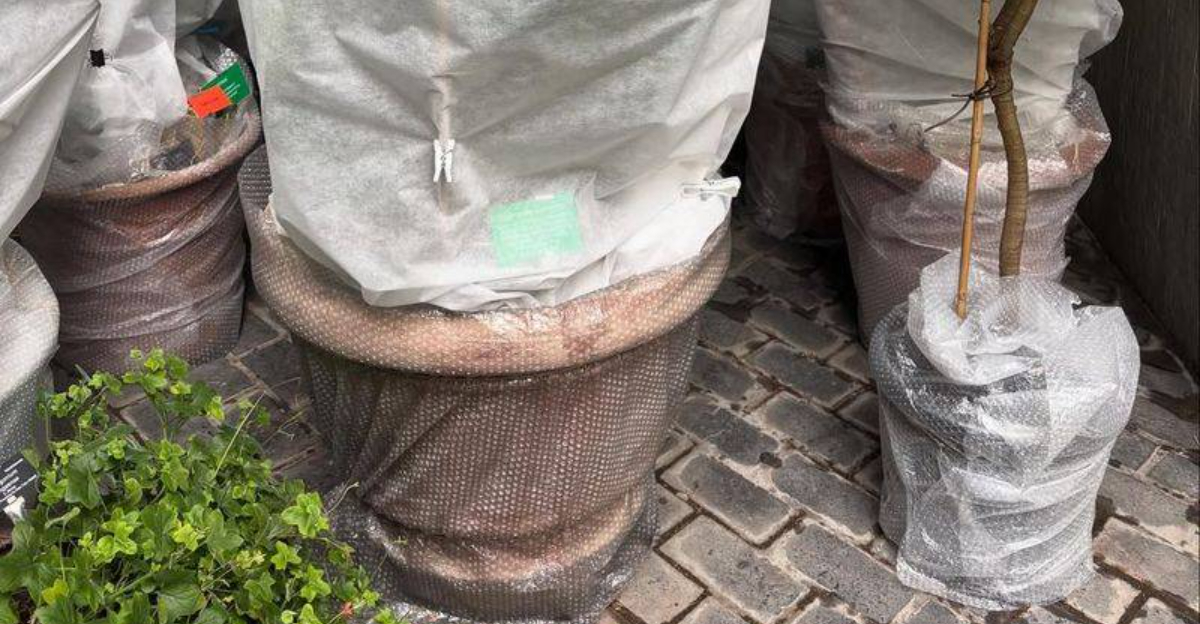 bubble wrapped garden potted plants