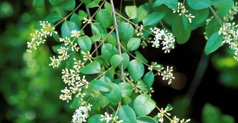 Chinese privet