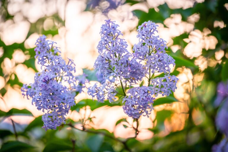 lilac plant in bloom