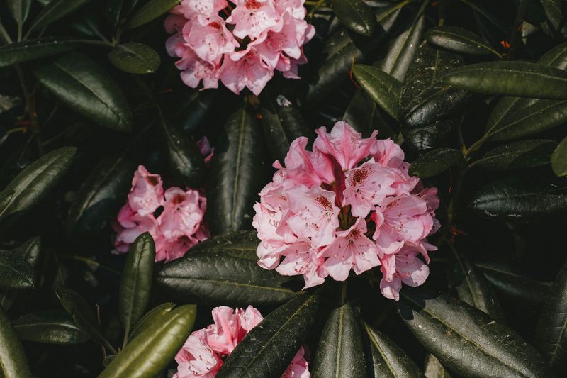 Azaleas