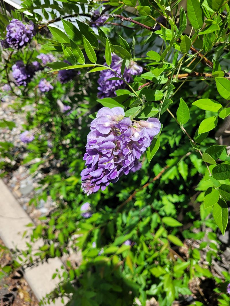 Wisteria