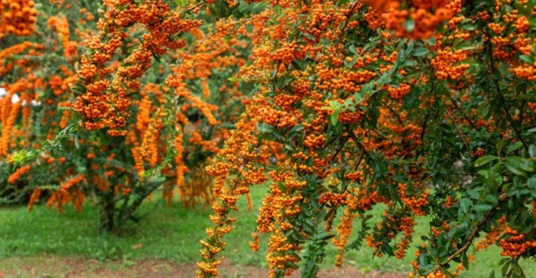 Pyracantha