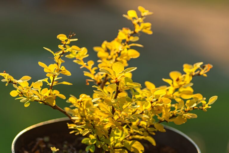 Golden Japanese barberry bush