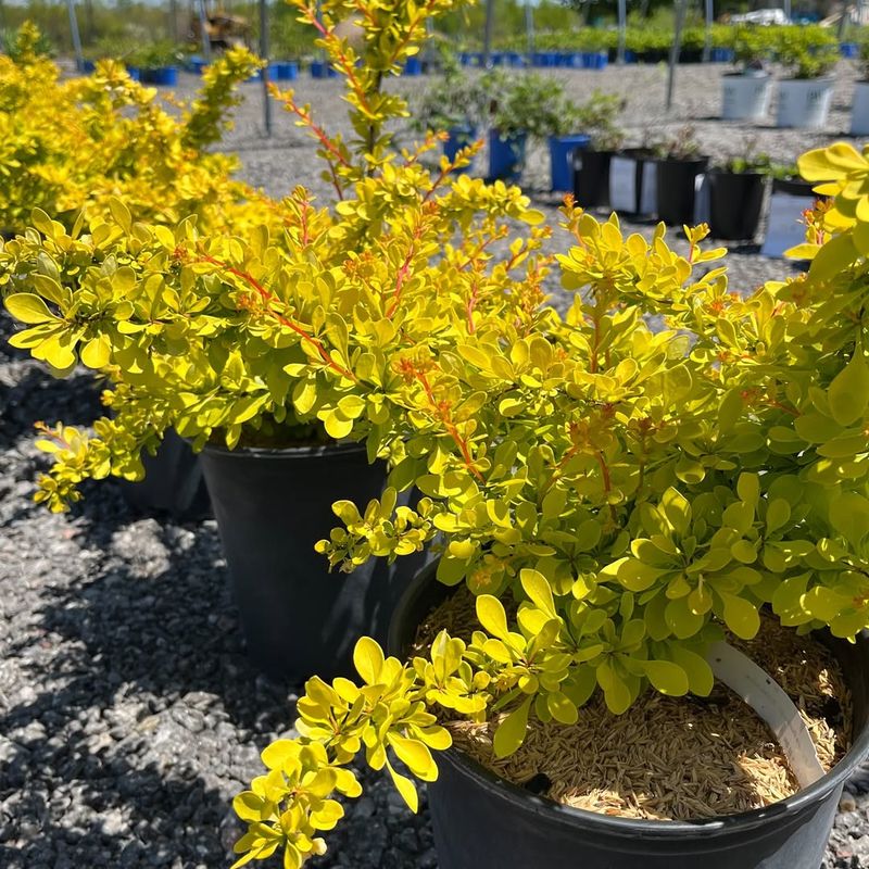 Golden Barberry