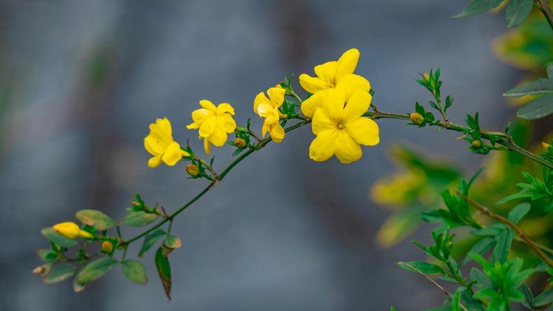 Winter Jasmine