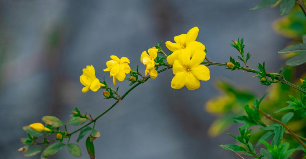 13 Winter Flowers Blooming Right Now In January In North Carolina Gardens