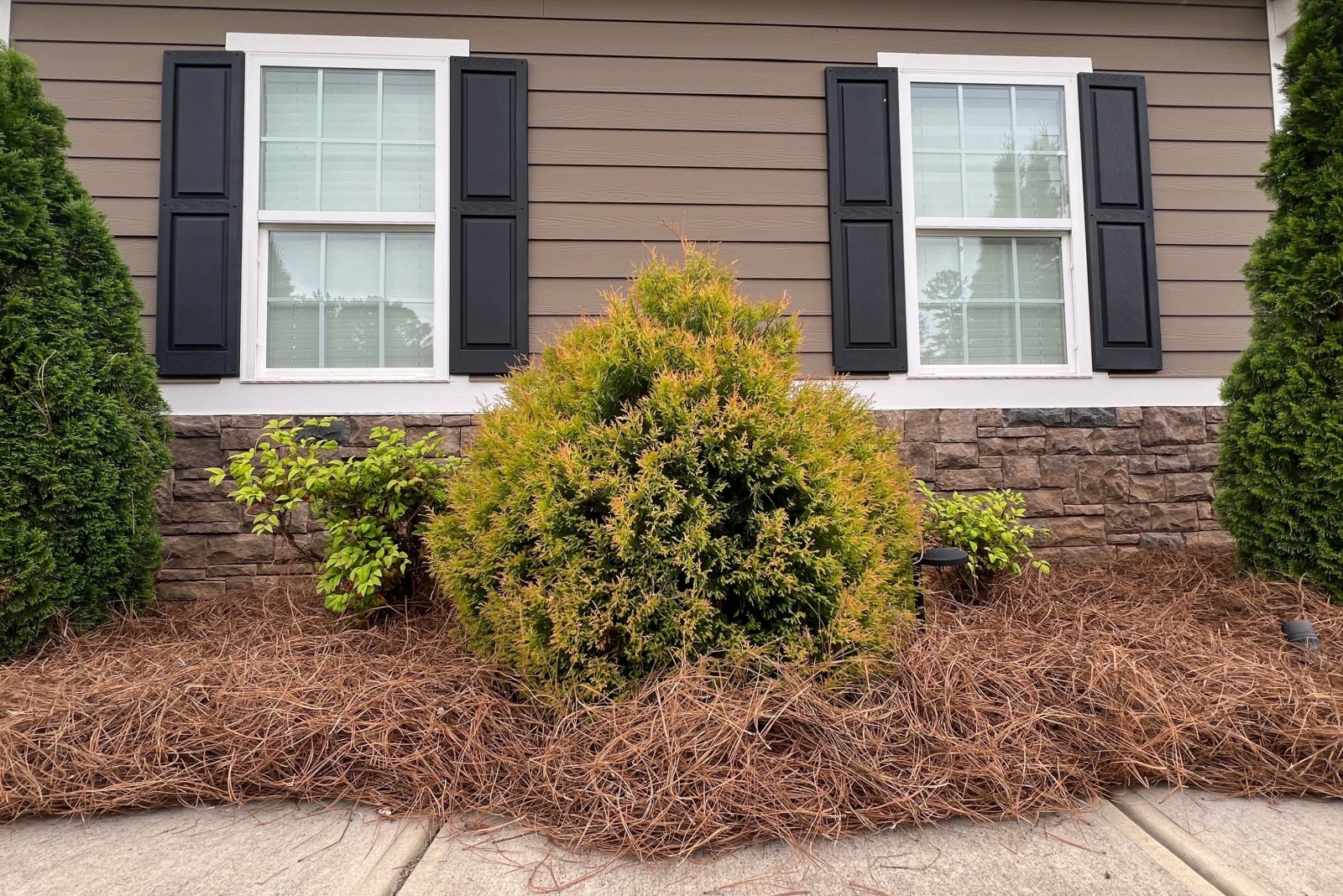 garden bed mulched with a thick bed of fresh pine straw