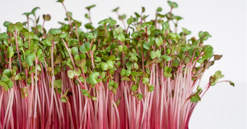 Radish Microgreens For Speedy, Spicy Harvests