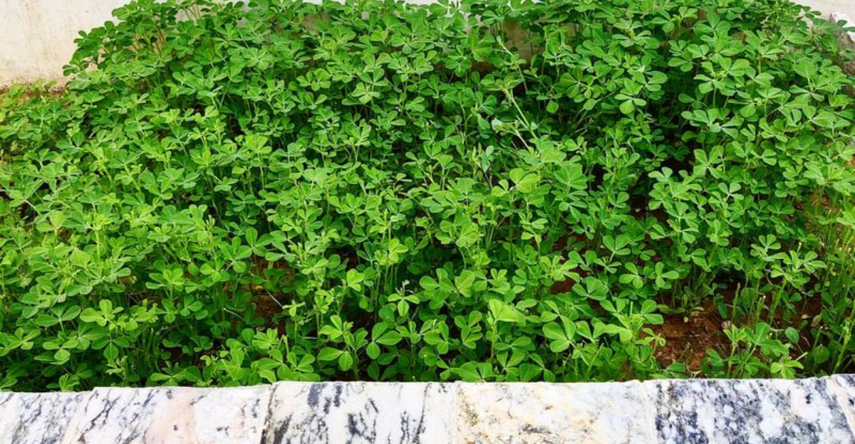 14 Fast-Growing Microgreens You Can Harvest Indoors In Minnesota In Weeks