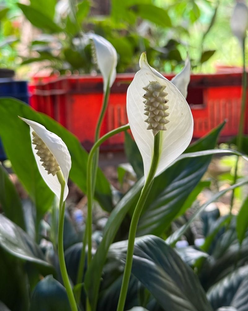 Peace Lily (Spathiphyllum)