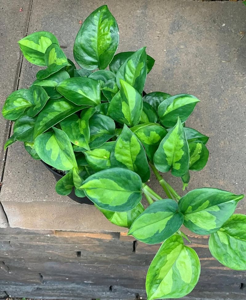 Pothos (Epipremnum Aureum)