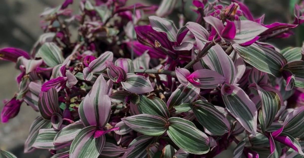 14 Indoor Vining Plants That Instantly Add A Tropical Feel To California Homes